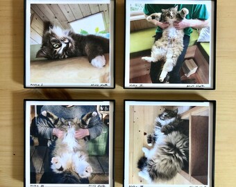 Cat Art. 4x4" Framed Prints. 6 OPTIONS. Nuka. Kitty. Fluffy. Norwegian Forest Cat. Meow.