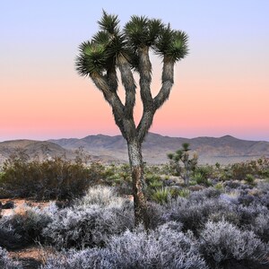 May include: A single Joshua tree with multiple trunks stands tall against a pink and blue sunset sky. The tree is surrounded by desert brush and low-lying plants.