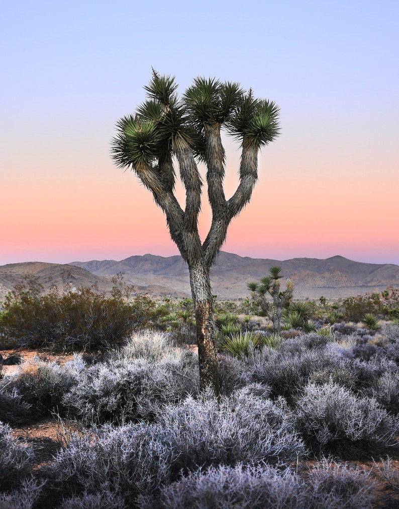 May include: A single Joshua tree with multiple trunks stands tall against a pink and blue sunset sky. The tree is surrounded by desert brush and low-lying plants.