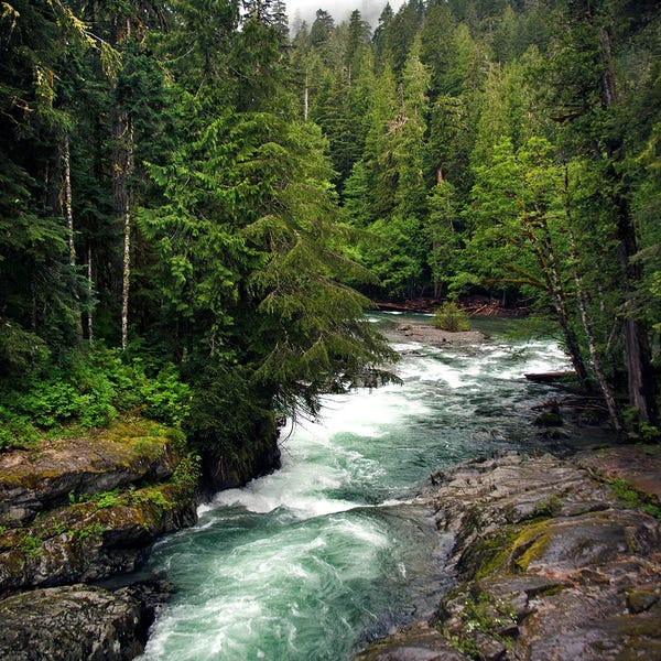 Ohanapecosh River Fine Art Photography Print – Washington Misty Autumn Forest Wall Decor