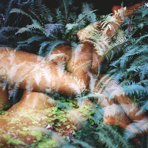 May include: A double exposure photograph of a person lying in a bed of ferns. The person's body is partially obscured by the ferns, creating a layered effect.