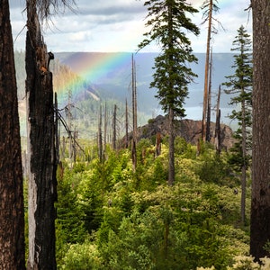 Oregon Rainbow Art Print.Fine Art Photography.Forest.Trees.Pacific Northwest.Santiam Pass. SEVERAL SIZES image 2