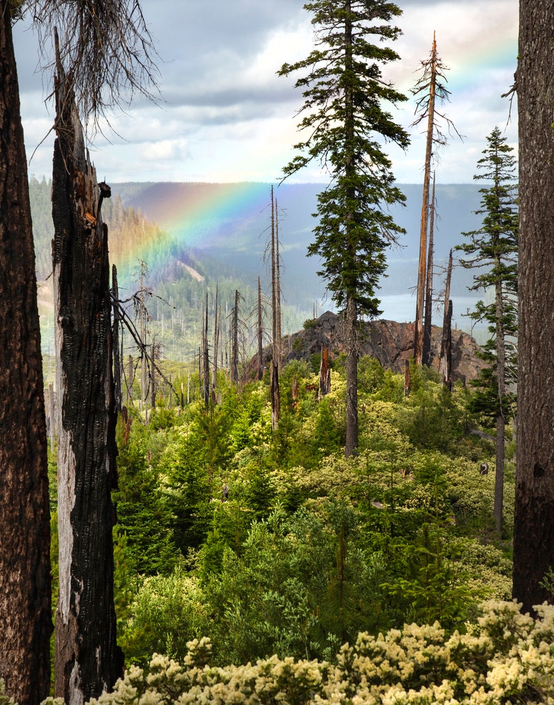 Oregon Rainbow Art Print.Fine Art Photography.Forest.Trees.Pacific Northwest.Santiam Pass. SEVERAL SIZES image 2