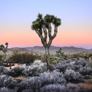 May include: A single Joshua tree stands tall in the desert landscape, its branches reaching towards a pink and purple sunset sky. The tree is surrounded by smaller shrubs and bushes, creating a picturesque scene of the American Southwest.