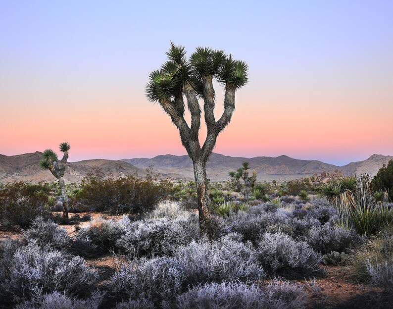 May include: A single Joshua tree stands tall in the desert landscape, its branches reaching towards a pink and purple sunset sky. The tree is surrounded by smaller shrubs and bushes, creating a picturesque scene of the American Southwest.