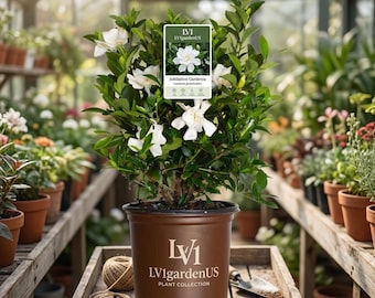 Jubilation Gardenia Live Shrub in 2.5-Quart Pot