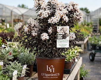 Delta Moonlight  Live Shrub in 2-Gallon Pot