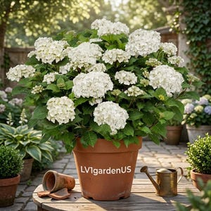 May include: A potted hydrangea plant with large, white flower clusters and green leaves. The plant is in a terracotta pot, sitting on a wooden table. A small watering can and broken terracotta pot are also on the table. The text "LV1gardenUS" is on the pot.