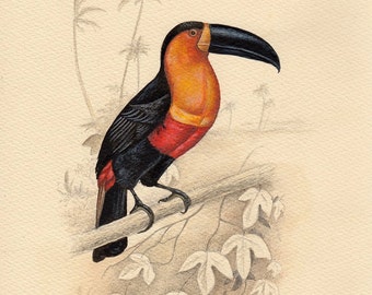 Natural History Art, Toucan art print from a watercolor painting by Irene Owens