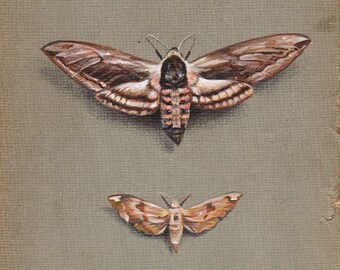 MOTHS print from an original painting by Irene Owens
