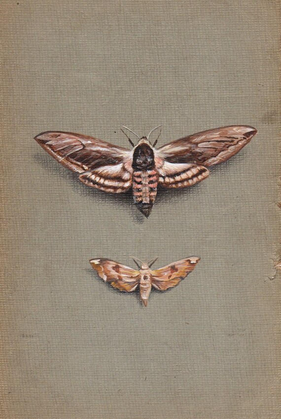 MOTHS print from an original painting by Irene Owens Etsy