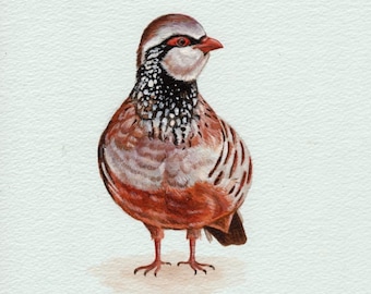 Partridge Art Print from an original watercolour painting by Irene Owens