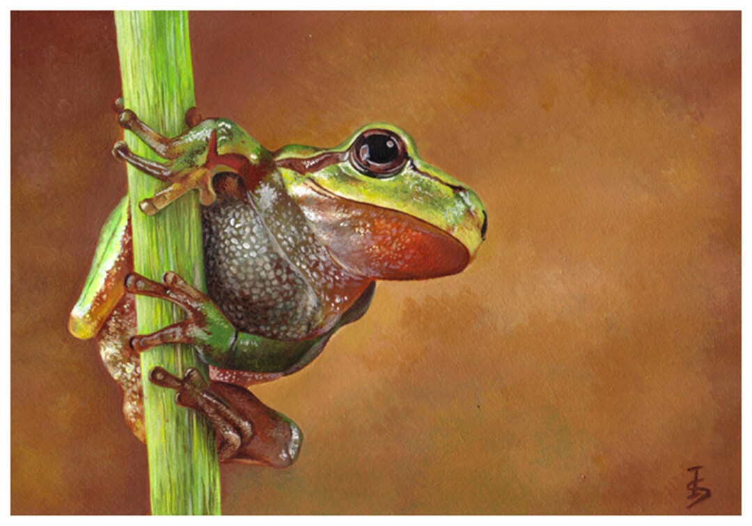 Frog Art Print, Art Print, Nature Prints, Home Decor, Wall Decor, Wall Art, Wall Art Print ...