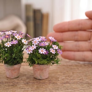 Op de afbeelding: Twee miniatuurplanten in pot met paarse en witte bloemen. De bloemen hebben delicate bloemblaadjes en zijn omgeven door groen gebladerte. De potten zijn lichtroze van kleur. De planten staan op een houten oppervlak.