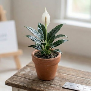 Puede incluir: Una planta de lirio de la paz con hojas de color verde oscuro y una espata blanca única que crece en una maceta de terracota. Una regla de metal es visible en primer plano con medidas en centímetros, indicando la escala sobre una superficie de madera.