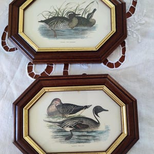 Framed Bird Prints
