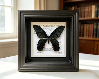 Real Butterfly Taxidermy Wood Frame | Emerald Swallowtail Purple Emperor Blue Triangle Display | Entomology Wall Decor Gift