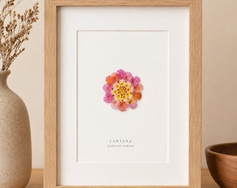 Könnte beinhalten: Ein gerahmter botanischer Druck mit einer gepressten Lantana-Blüte mit rosa, orangefarbenen und gelben Blütenblättern, zentriert auf einem weißen Passepartout. Der Text LANTANA und Lantana camara ist schwarz unter der Blüte gedruckt. Der Rahmen ist aus hellem Holz.