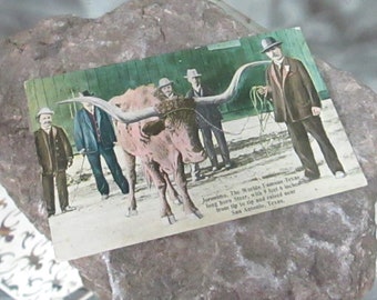 Könnte beinhalten: Vintage Postkarte mit einem Longhorn-Rind namens Jeronimo, mit einer Hornspanne von 2,9 Metern, und mehreren Männern. Die Postkarte befindet sich vor einem rauen, strukturierten Hintergrund. Der Text auf der Postkarte lautet "Jeronimo, The Worlds Famous Texas..."