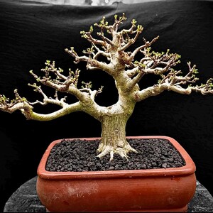 Premna Microphylla Bonsaiträd i verkligheten - Liten storlek för inomhus- och utomhusbonsai