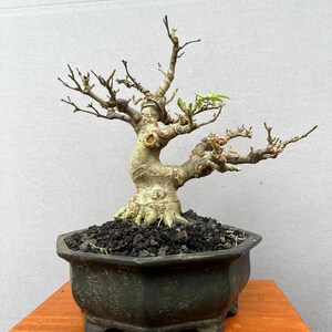 Puede incluir: Un pequeño bonsái con un tronco grueso y texturizado y ramas escasas. El árbol está plantado en una maceta oscura y cuadrada llena de tierra negra. La maceta se asienta sobre un soporte de madera, creando una estética natural y serena.