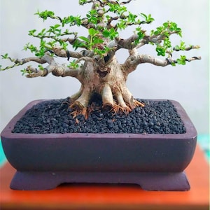 Echtes Bild Premna Microphylla Bonsai-Baum - Kleine Größe Indoor Outdoor Bonsai