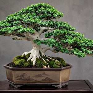 Immagine reale dell'albero bonsai di Premna Microphylla - Pianta bonsai da interno ed esterno