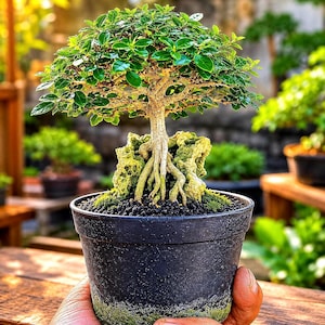 Premna Microphylla Bonsai Baum Echte Bild - Mame Größe Indoor Outdoor Live Plant