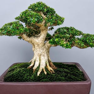 Premna Microphylla Bonsai Tree: kleine bonsai voor binnen en buiten