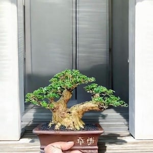 May include: A bonsai tree with green foliage and a textured, brown trunk. The tree is planted in a brown rectangular pot with Chinese characters. The bonsai is held in front of a window.