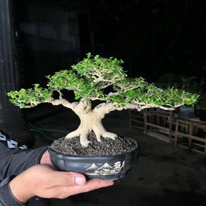 以下が含まれることがあります： 太い明るい色の幹と密な緑の葉を持つ盆栽で、黒い楕円形の陶器の鉢に植えられています。鉢の前面には山岳風景と木の白いグラフィックイラストが描かれており、暗い色の土が入っています。