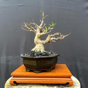 Può includere: Un bonsai con tronco e rami nodosi, in un vaso ottagonale scuro. L'albero ha alcune foglie verdi e poggia su un supporto di legno. Lo sfondo è grigio scuro.