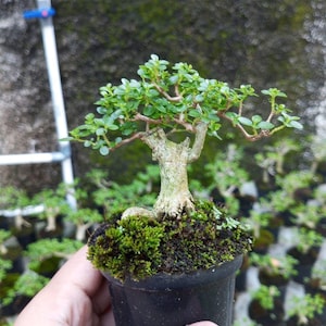 Può includere: Un piccolo bonsai in un vaso nero. L'albero ha foglie verdi e un tronco strutturato. Il terreno è coperto di muschio verde. Altri bonsai sono visibili sullo sfondo.