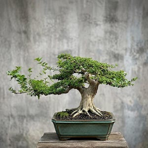 以下が含まれることがあります： 太く質感のある明るい色の幹と、小さな鮮やかな緑の葉で覆われた枝が広がる盆栽。この木は、暗い土と小さな小石が入った長方形の青緑色の陶器の鉢に植えられています。