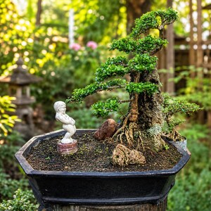 Bonsai di Premna Microphylla – Tronco maturo, su roccia, pianta viva (40 cm)