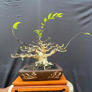 Puede incluir: Un bonsái con tronco y ramas de color marrón claro, plantado en una maceta cuadrada marrón. La maceta está sobre un soporte de madera. El árbol tiene hojas verdes pequeñas, sobre un fondo oscuro.