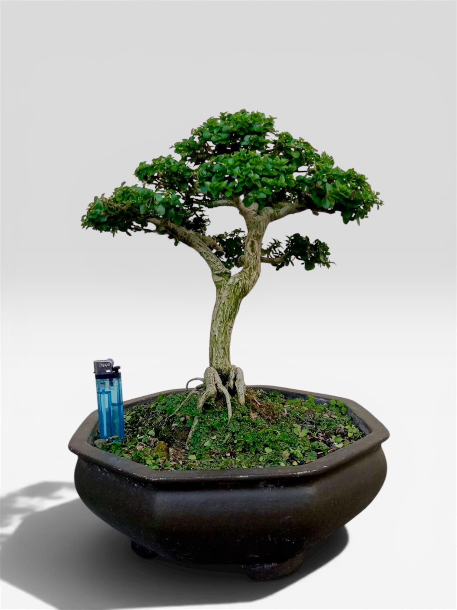 盆栽 - Etsy 日本