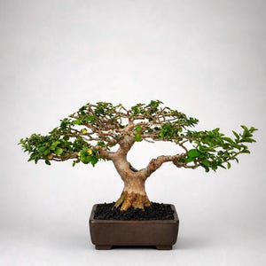 May include: A bonsai tree with a thick, textured trunk and a canopy of small green leaves. The tree is planted in a dark brown rectangular pot filled with black soil. The tree's branches extend horizontally, creating a balanced, natural shape.