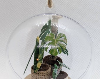 Miniature Houseplant Ornament- Philodendron variegated billietiae, monstera Thai constellation, syngonium tricolor 3" Size