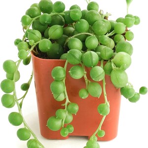 Lebendige Perlenkette Sukkulente im 5cm Topf | Senecio Rowleyanus | Indoor Sukkulenten Pflanze | Hängende Sukkulente | Zimmerpflanze Geschenk
