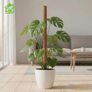 May include: A green Monstera plant with large, split leaves growing upward along a tall, cylindrical brown coir moss pole. The plant is potted in a smooth, white, rounded ceramic container that sits on a light-colored wooden floor surface.