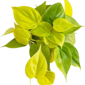 Philodendron Neon Cordatum Live Indoor Plant 4 Inch Pot