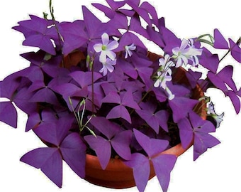 Żarówki koniczyny fioletowej 12 szt. Oxalis Triangularis Roślina szczęścia