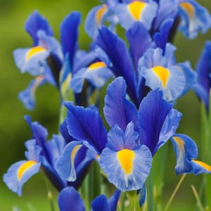 May include: A cluster of vibrant blue iris flowers featuring delicate, ruffled petals with bright yellow centers. The blooms display deep indigo and lighter sky-blue tones, with slender green stems visible beneath the layered floral arrangement.