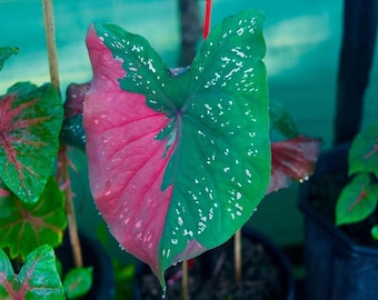 Harrison-bandje Caladium-bollen meerkleurig blad, verpakking van 10