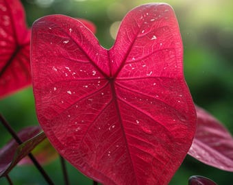 Brandywine Caladium Zwiebeln Rot Fancy Laubpflanze 3er Pack