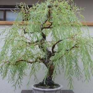 Könnte beinhalten: Ein Bonsai-Weidebaum in einem weißen, geriffelten Topf. Der Baum hat einen dicken, braunen Stamm und Äste mit kaskadenförmigen, hellgrünen Blättern. Der Bonsai steht auf einer dunkelgrauen Oberfläche vor einem neutralen Hintergrund.