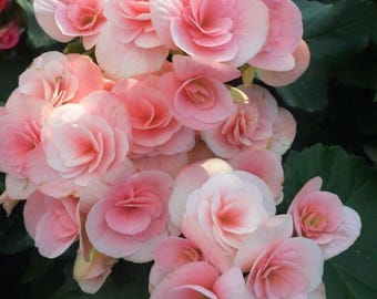 Double Camelia Begonia Flower Bulbs Tubers Deer Resistant Shade Plant