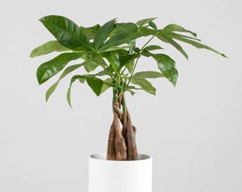 Árbol del dinero vivo, Pachira Aquatica estilo bonsái, planta de interior apta para mascotas, decoración de escritorio