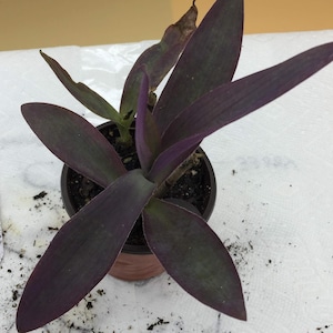 Purple Heart Plant Setcreasea Live 4 Inch Pot Indoor Outdoor Easy Care